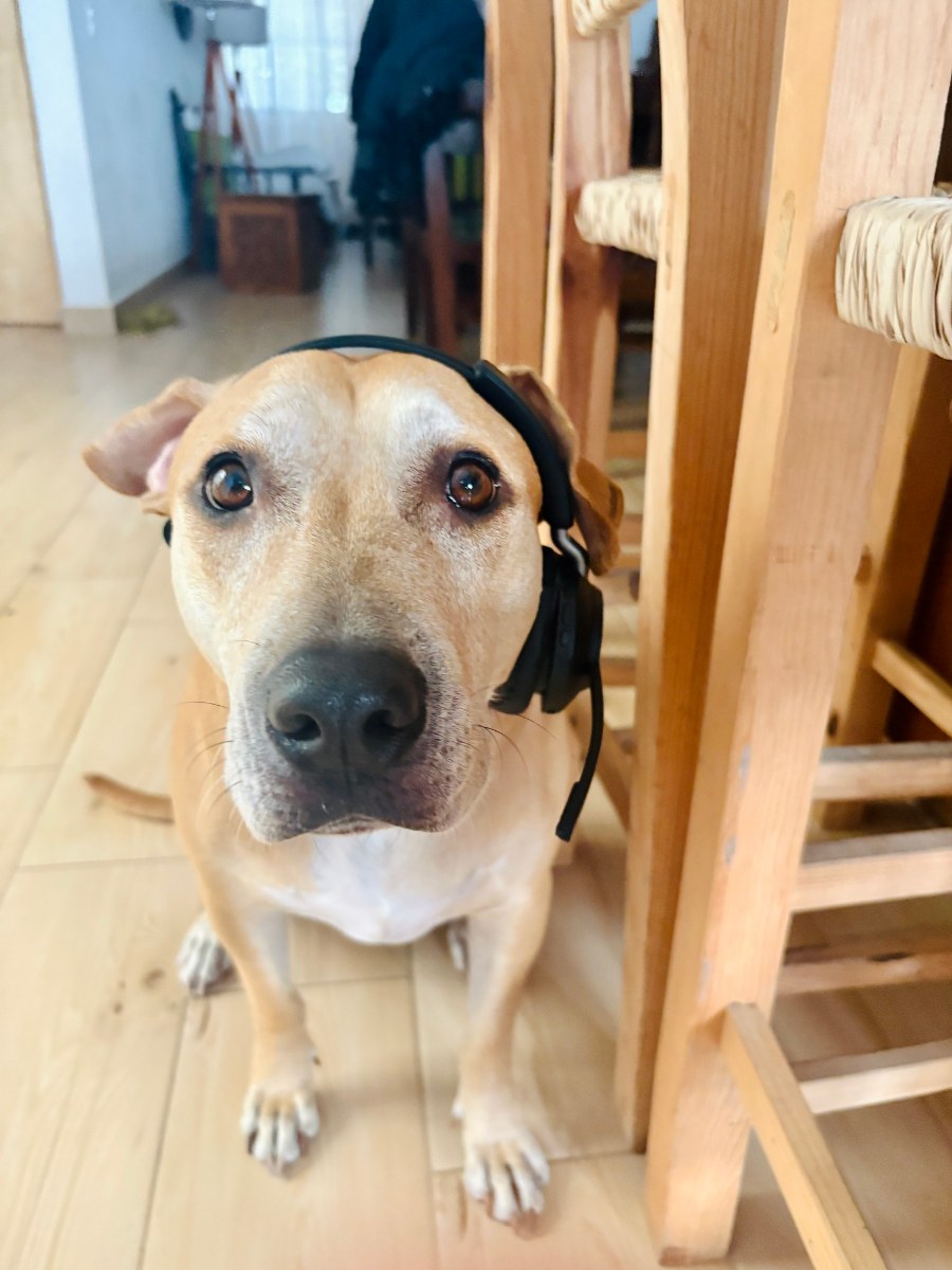 Wilbur in headphones